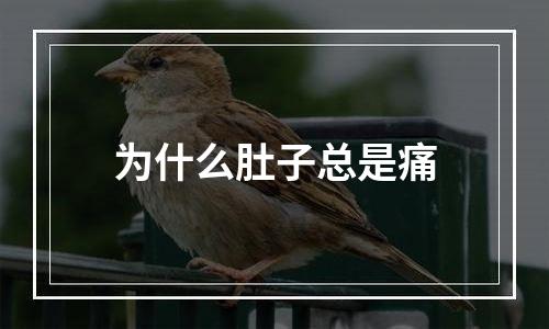 为什么肚子总是痛