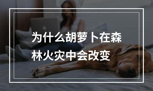 为什么胡萝卜在森林火灾中会改变