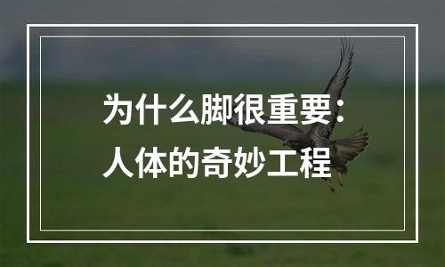 为什么脚很重要：人体的奇妙工程