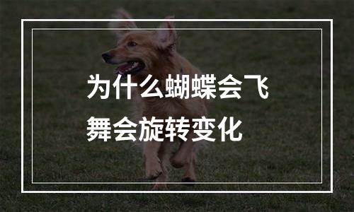 为什么蝴蝶会飞舞会旋转变化