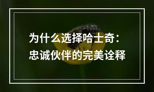 为什么选择哈士奇：忠诚伙伴的完美诠释