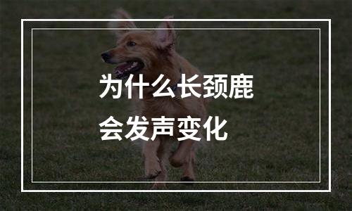 为什么长颈鹿会发声变化