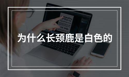 为什么长颈鹿是白色的