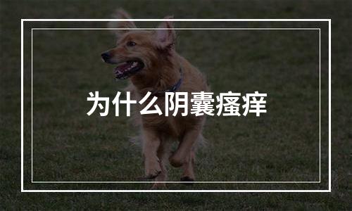 为什么阴囊瘙痒