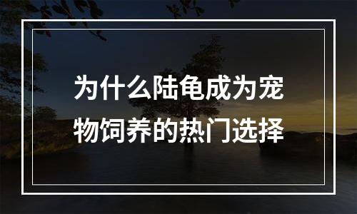 为什么陆龟成为宠物饲养的热门选择