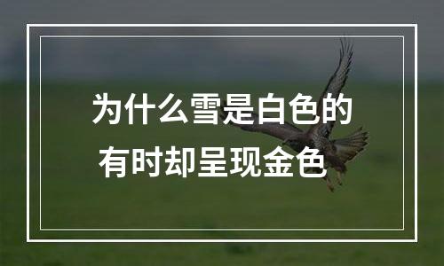 为什么雪是白色的 有时却呈现金色