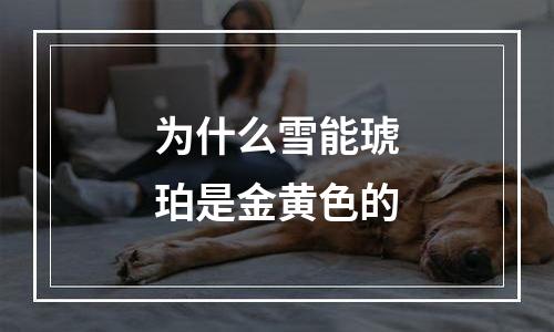 为什么雪能琥珀是金黄色的