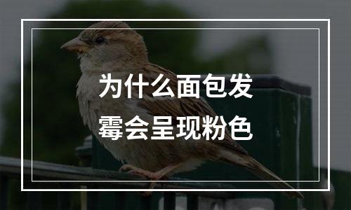 为什么面包发霉会呈现粉色