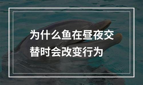 为什么鱼在昼夜交替时会改变行为
