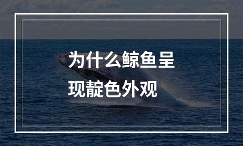 为什么鲸鱼呈现靛色外观