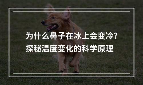 为什么鼻子在冰上会变冷？探秘温度变化的科学原理