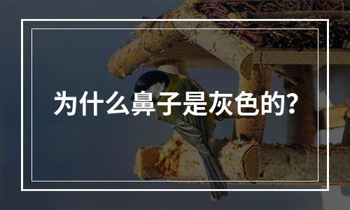 为什么鼻子是灰色的？