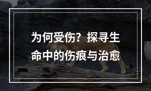 为何受伤？探寻生命中的伤痕与治愈