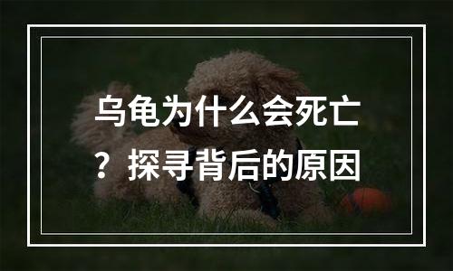 乌龟为什么会死亡？探寻背后的原因