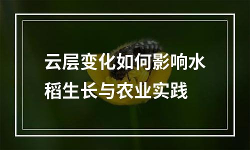 云层变化如何影响水稻生长与农业实践