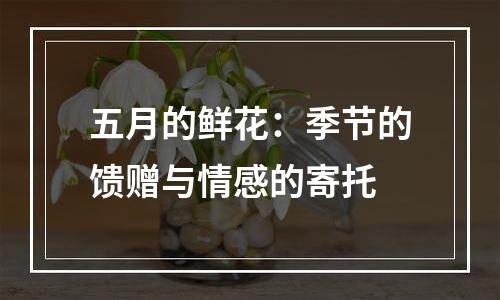 五月的鲜花：季节的馈赠与情感的寄托