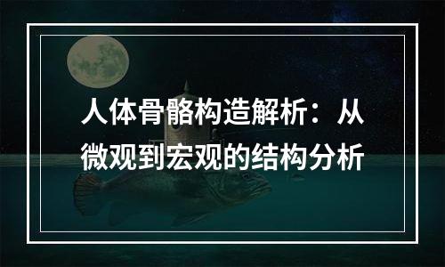人体骨骼构造解析：从微观到宏观的结构分析