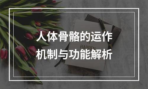 人体骨骼的运作机制与功能解析