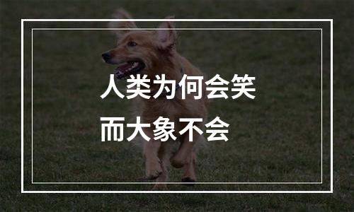 人类为何会笑而大象不会