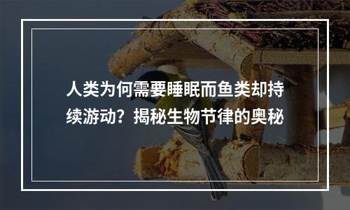 人类为何需要睡眠而鱼类却持续游动？揭秘生物节律的奥秘