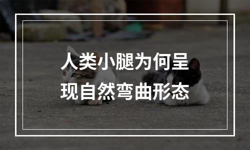 人类小腿为何呈现自然弯曲形态