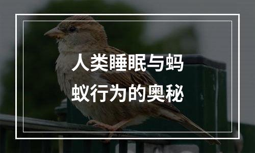 人类睡眠与蚂蚁行为的奥秘