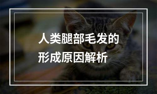 人类腿部毛发的形成原因解析