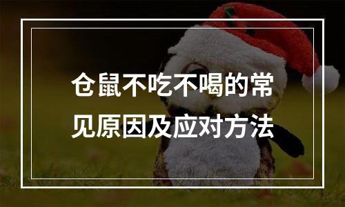 仓鼠不吃不喝的常见原因及应对方法