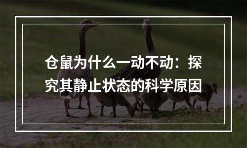 仓鼠为什么一动不动：探究其静止状态的科学原因