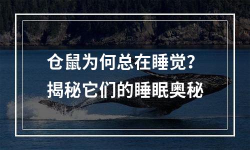 仓鼠为何总在睡觉？揭秘它们的睡眠奥秘