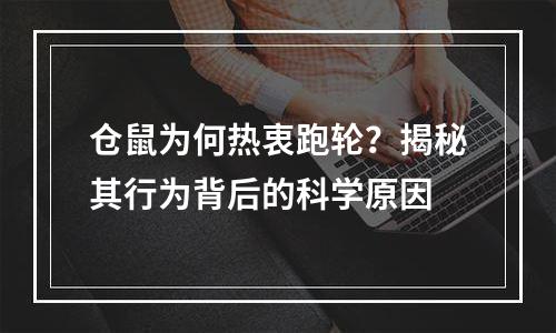 仓鼠为何热衷跑轮？揭秘其行为背后的科学原因