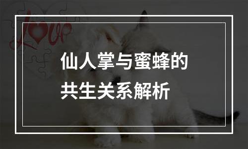 仙人掌与蜜蜂的共生关系解析