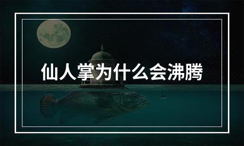 仙人掌为什么会沸腾