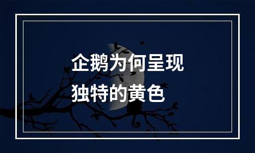 企鹅为何呈现独特的黄色