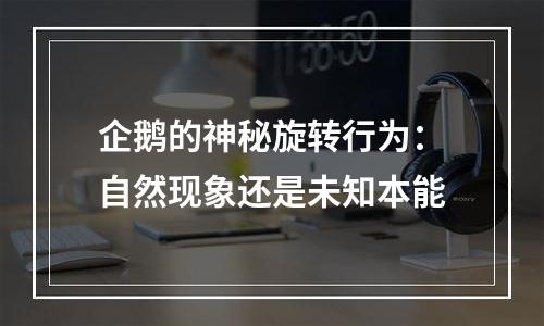 企鹅的神秘旋转行为：自然现象还是未知本能