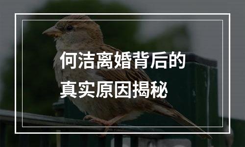 何洁离婚背后的真实原因揭秘