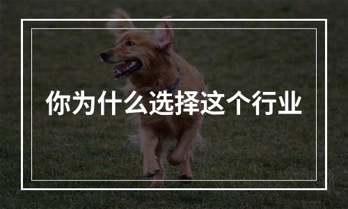 你为什么选择这个行业