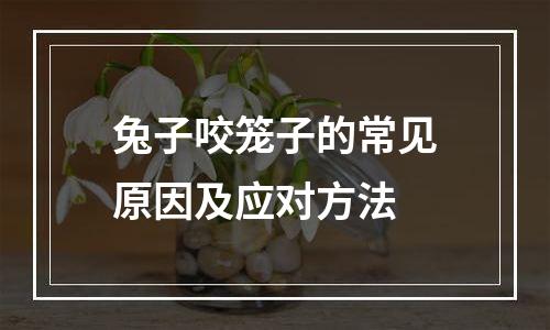 兔子咬笼子的常见原因及应对方法