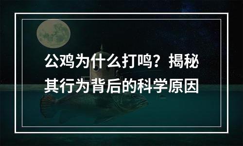 公鸡为什么打鸣？揭秘其行为背后的科学原因