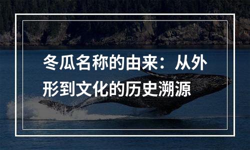 冬瓜名称的由来：从外形到文化的历史溯源