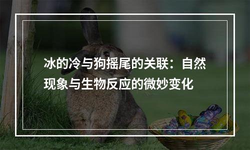 冰的冷与狗摇尾的关联：自然现象与生物反应的微妙变化
