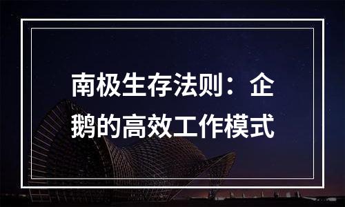 南极生存法则：企鹅的高效工作模式