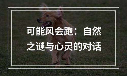 可能风会跑：自然之谜与心灵的对话