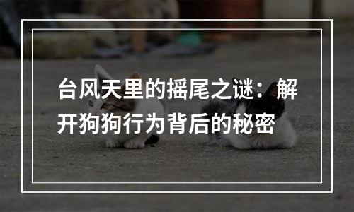 台风天里的摇尾之谜：解开狗狗行为背后的秘密