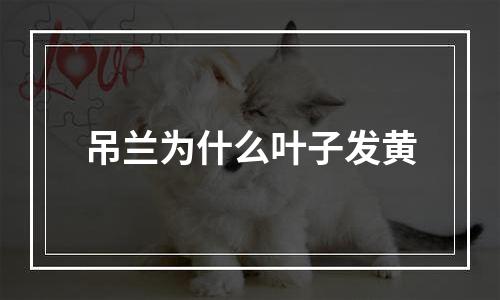 吊兰为什么叶子发黄