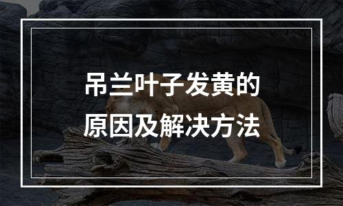 吊兰叶子发黄的原因及解决方法