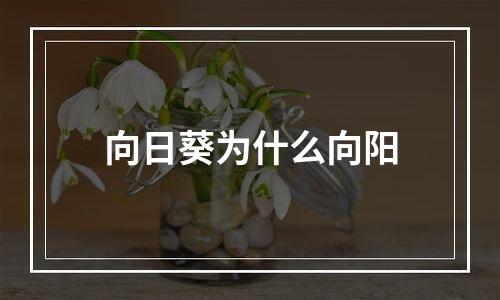 向日葵为什么向阳