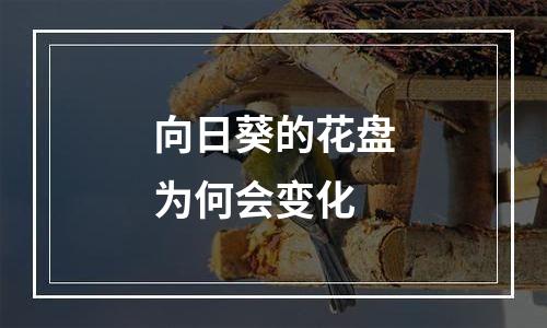 向日葵的花盘为何会变化