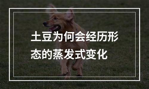 土豆为何会经历形态的蒸发式变化