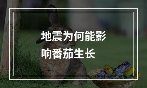 地震为何能影响番茄生长